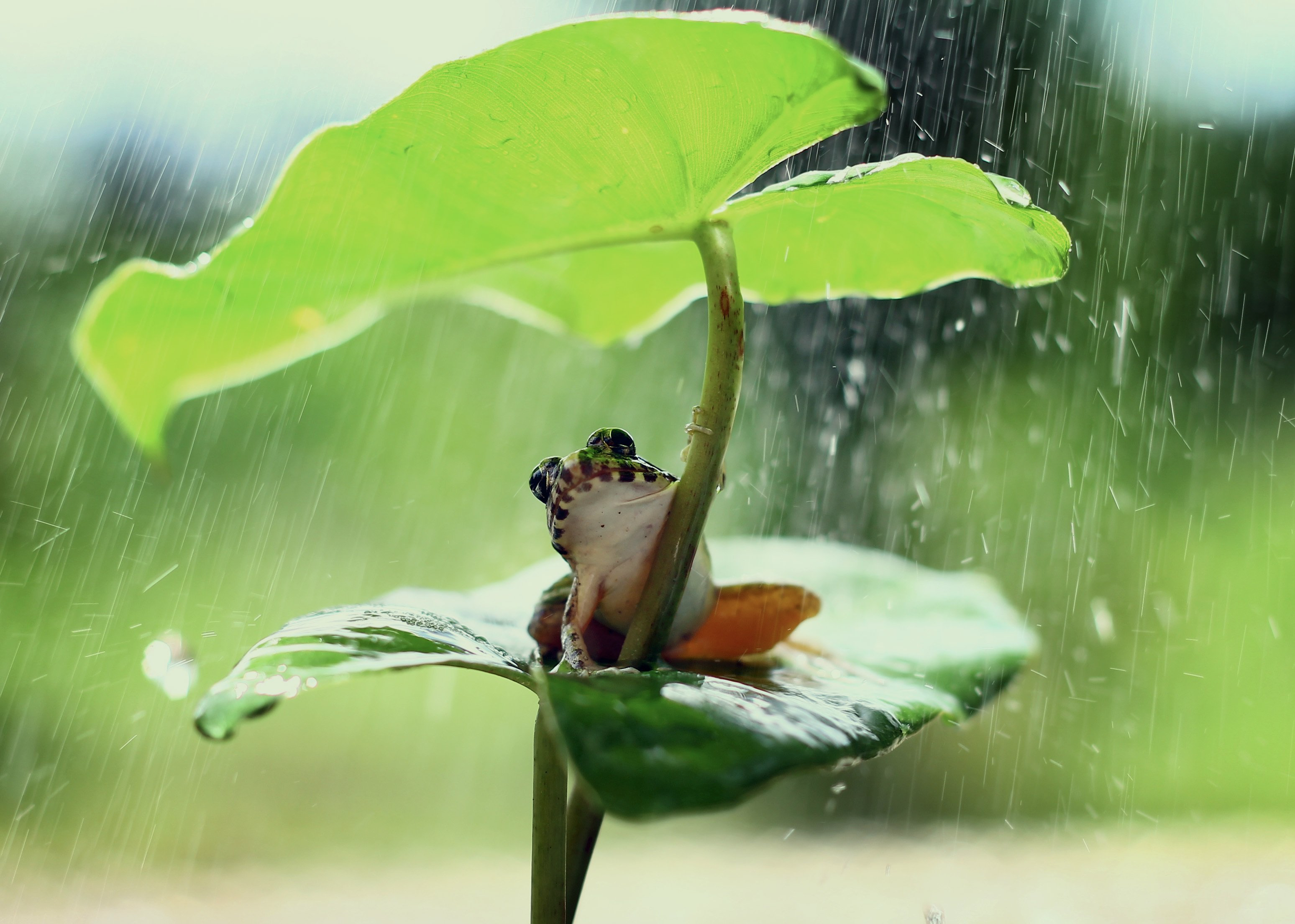 Frosch auf einem Blatt